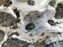 Acanthochitona