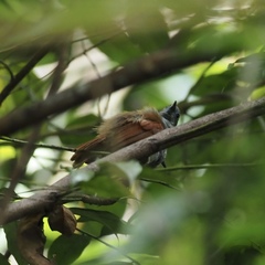 Cyanoderma erythropterum