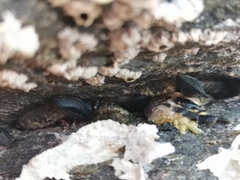 Acanthochitona