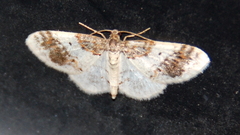 Hydrelia condensata