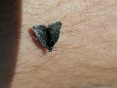 Metaxmeste phrygialis