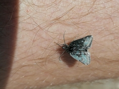 Metaxmeste phrygialis