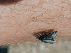 Metaxmeste phrygialis