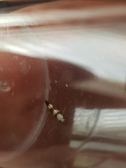 Argyresthia brockeella