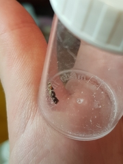 Argyresthia brockeella