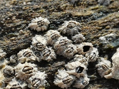 Chthamalus challengeri