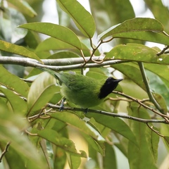 Chloropsis cyanopogon