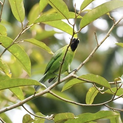 Chloropsis cyanopogon