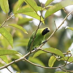 Chloropsis cyanopogon