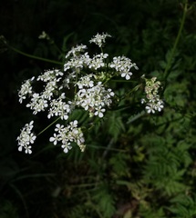 Apiaceae