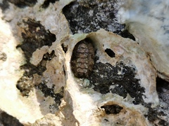 Acanthochitona