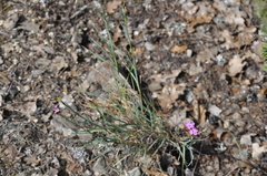 Dianthus humilis