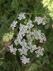 Apiaceae