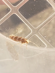Argyresthia trifasciata