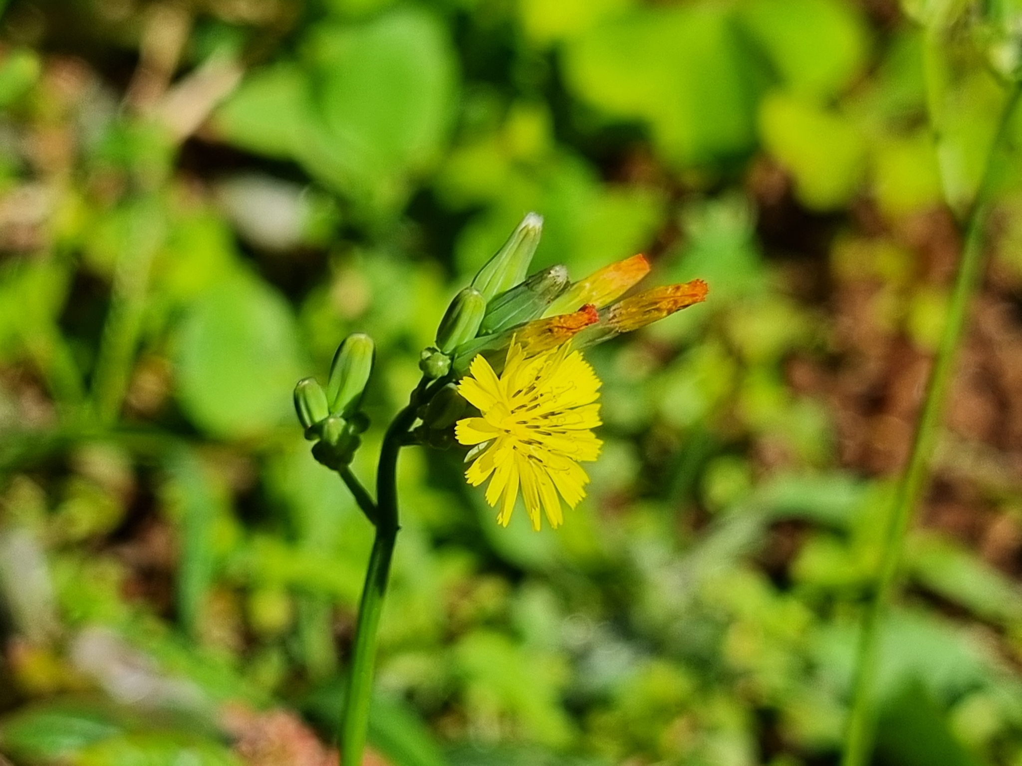 Youngia japonica