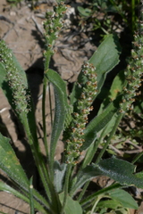 Plantago cunninghamii