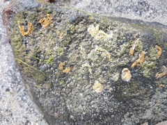 Spirobranchus triqueter