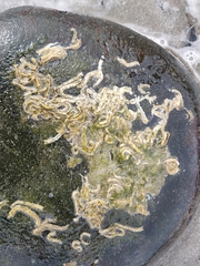 Spirobranchus triqueter