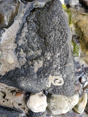 Spirobranchus triqueter