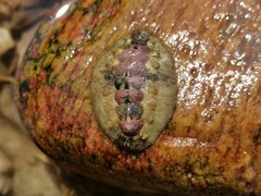 Acanthochitona rubrolineata