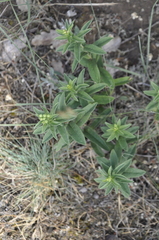 Pentanema germanicum