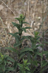 Pentanema germanicum