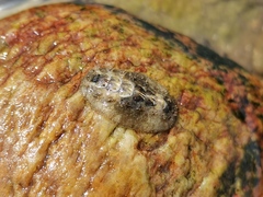 Acanthochitona rubrolineata