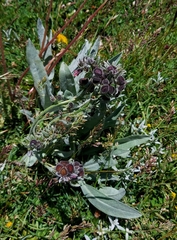 Cynoglossum magellense
