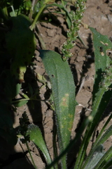 Plantago cunninghamii