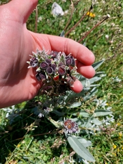 Cynoglossum magellense