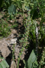 Plantago cunninghamii