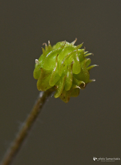 Ranunculus veronicae