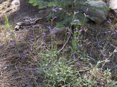 Penstemon gracilentus
