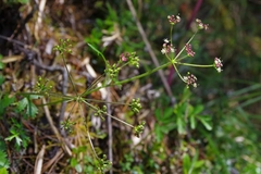 Pimpinella niitakayamensis