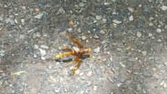 Megarhyssa macrurus icterosticta