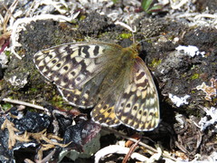 Boloria polaris