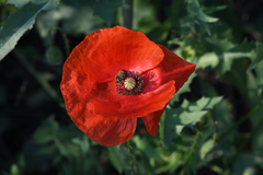 Papaver rhoeas