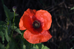 Papaver rhoeas