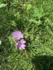 Malva sylvestris