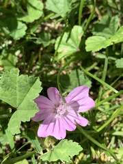 Malva sylvestris