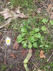 Bellis perennis