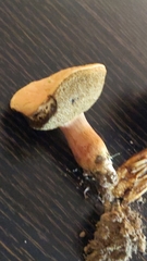 Xerocomellus armeniacus