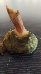 Xerocomellus armeniacus