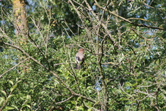 Garrulus glandarius
