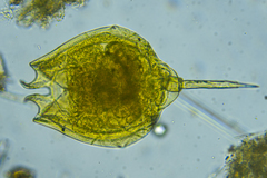 Lecane quadridentata