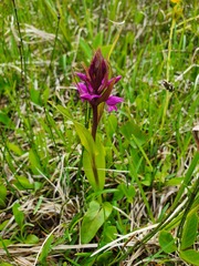 Dactylorhiza traunsteineri