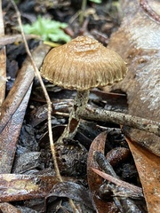 Cuphocybe