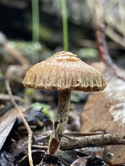Cuphocybe