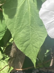Calystegia silvatica