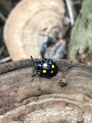 Eumorphus marginatus